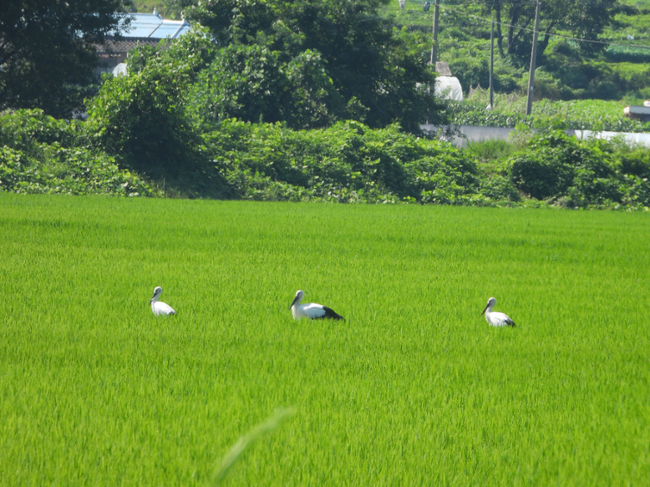 [2021.07.21] 충청남도 예산군에서 관찰된 황새입니다. 이미지