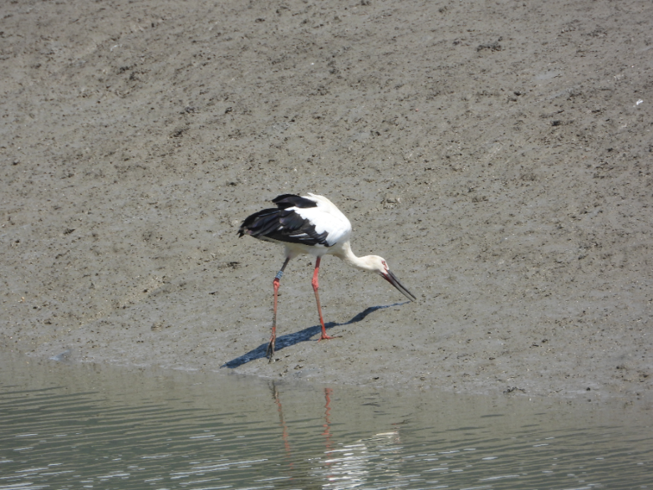 [2021.07.21] 전라남도 영광군에서 관찰된 황새입니다. 이미지