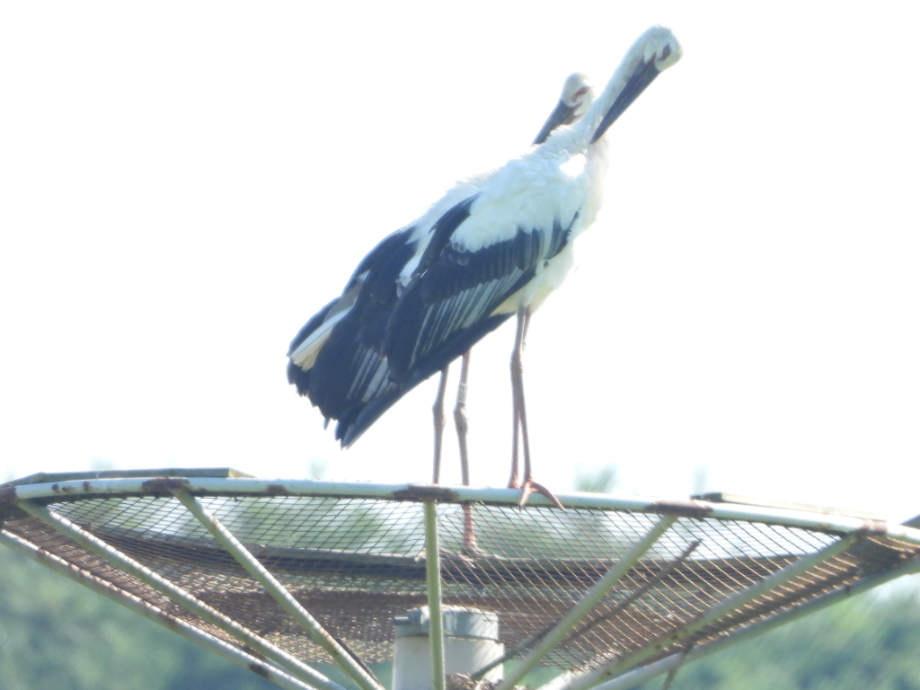 [2021.07.22] 충청남도 예산군에서 관찰된 황새입니다. 이미지