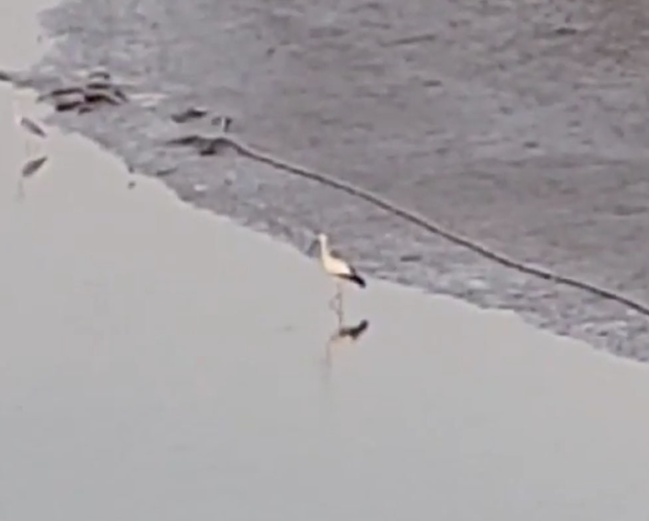 [2021.07.24] 전라북도 고창군에서 관찰된 황새입니다. 이미지