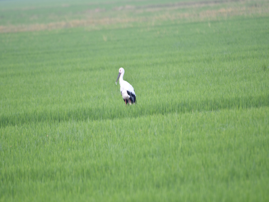 [2021.07.25] 충청남도 홍성군에서 관찰된 황새입니다. 이미지