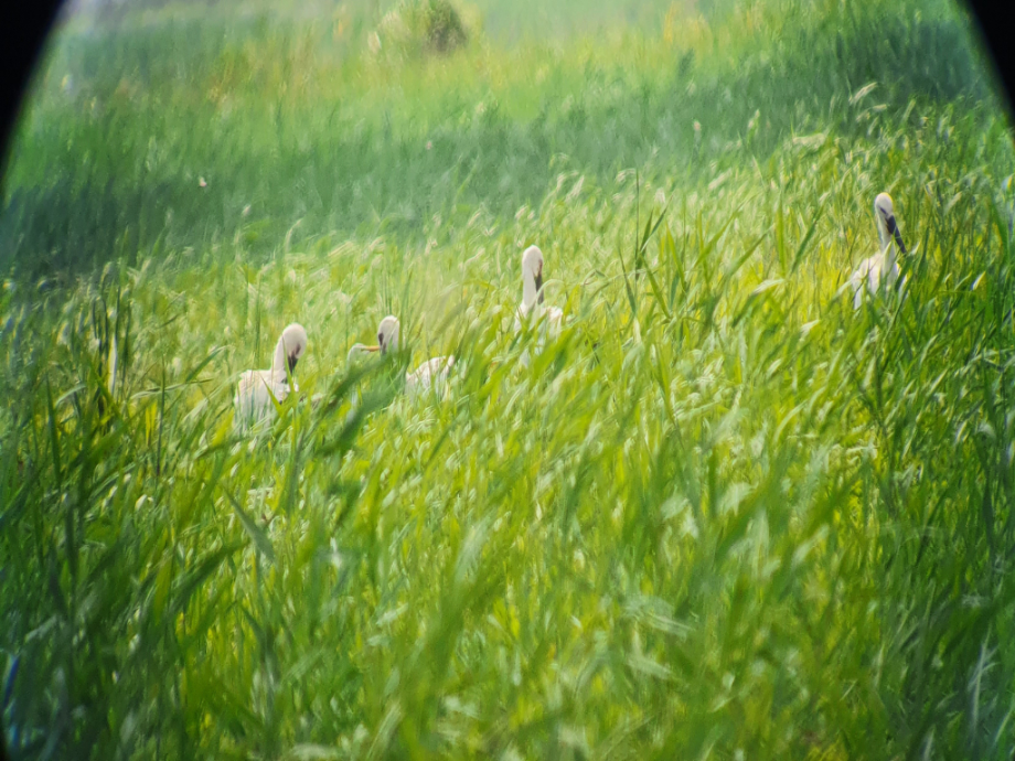 [2021.07.26] 전라북도 김제시에서 관찰된 황새입니다. 이미지