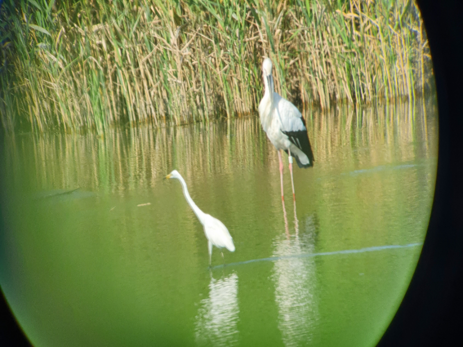 [2021.07.26] 전라북도 김제시에서 관찰된 황새입니다. 이미지