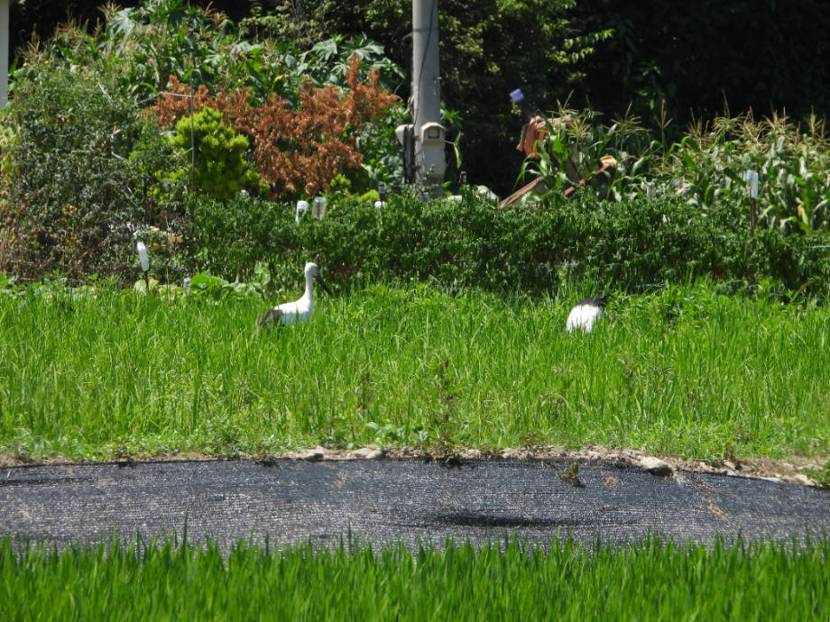 [2021.07.27] 충청남도 예산군에서 관찰된 황새입니다. 이미지