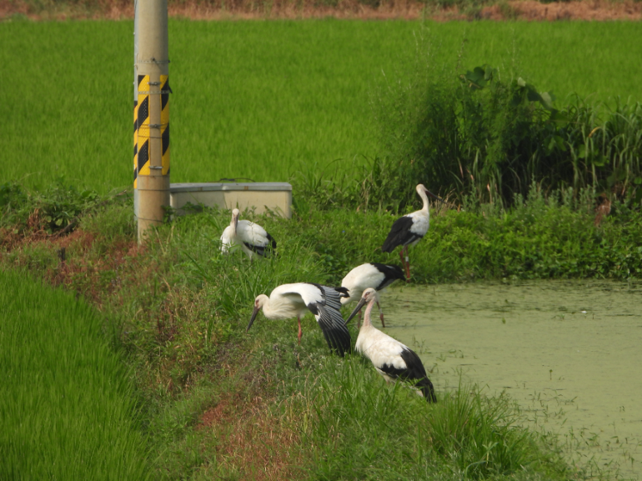 [2021.07.28] 충청남도 예산군에서 관찰된 황새입니다. 이미지