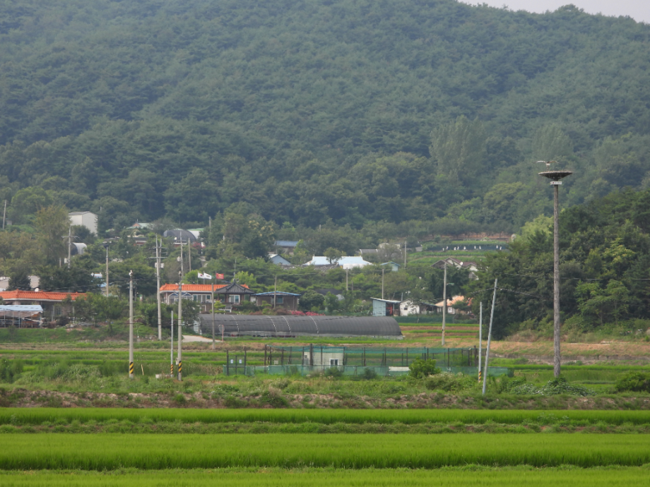 [2021.07.28] 충청남도 예산군에서 관찰된 황새입니다. 이미지