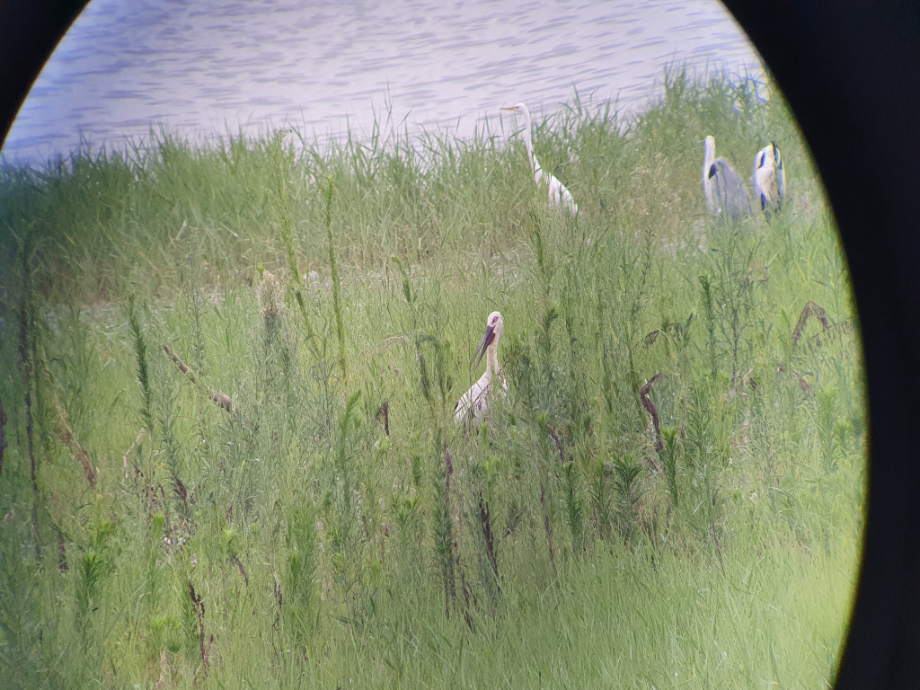 [2021.07.30] 새만금지역에서 관찰된 황새입니다. 이미지