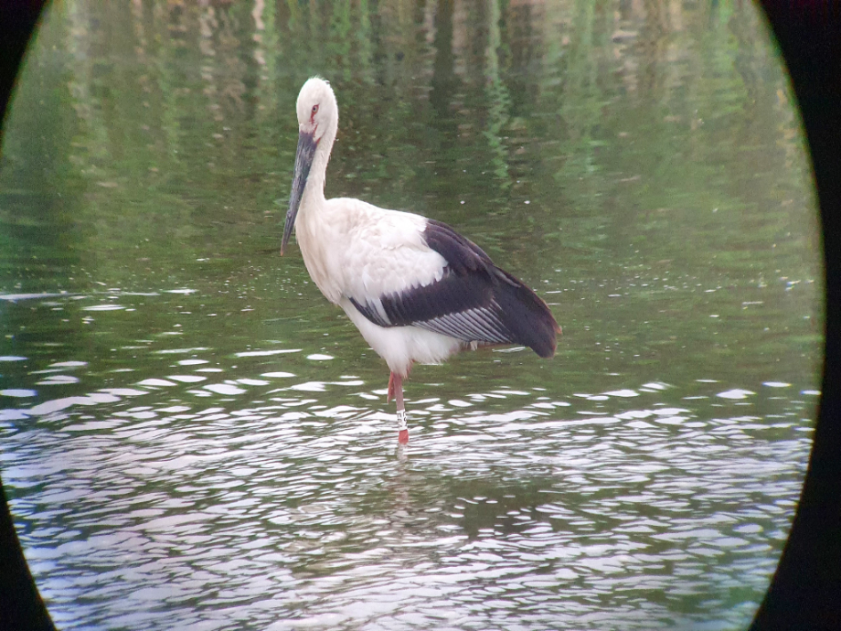 [2021.07.30] 전라북도 김제시에서 관찰된 황새입니다. 이미지