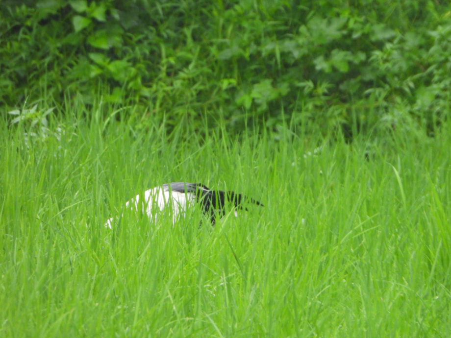 [2021.08.02] 충청남도 예산군에서 관찰된 황새입니다. 이미지