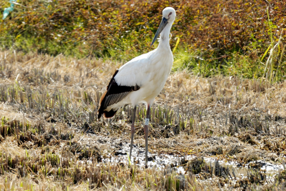 [2021.10.24] 전라북도 고창군에서 관찰된 황새입니다. 이미지