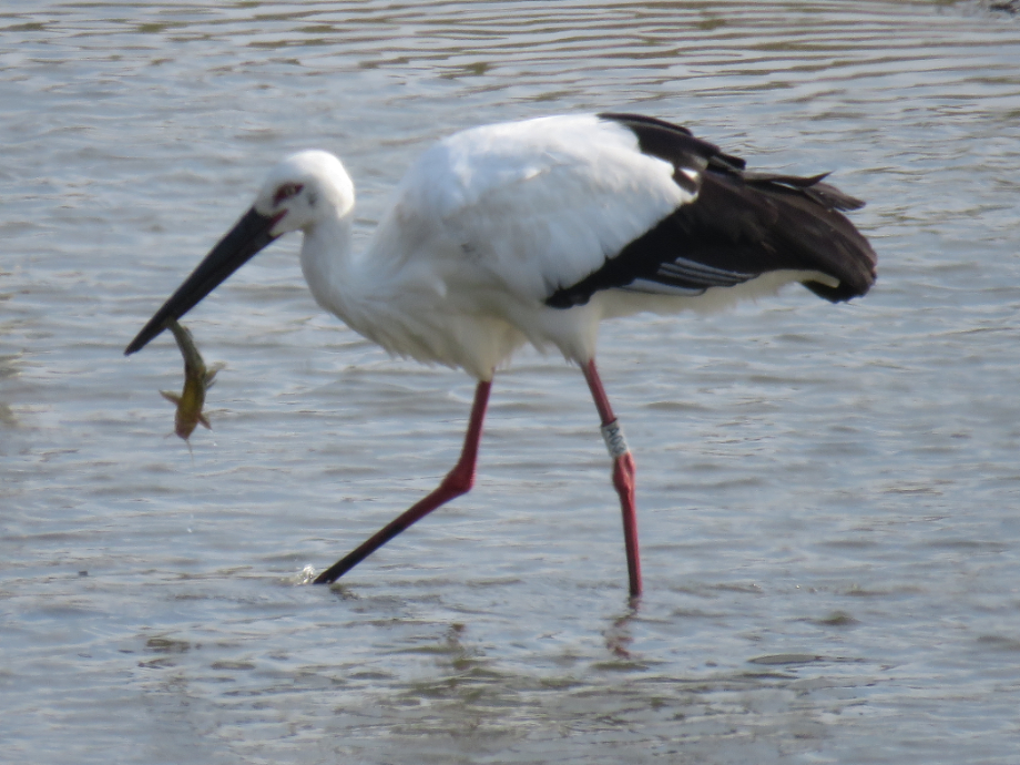 [2021.10.24] 새만금간척지역에서 관찰된 황새입니다. 이미지