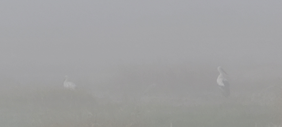 [2021.10.25] 충청남도 예산군에서 관찰된 황새입니다. 이미지