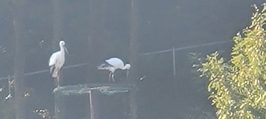 [2021.10.25] 충청남도 예산군에서 관찰된 황새입니다. 이미지