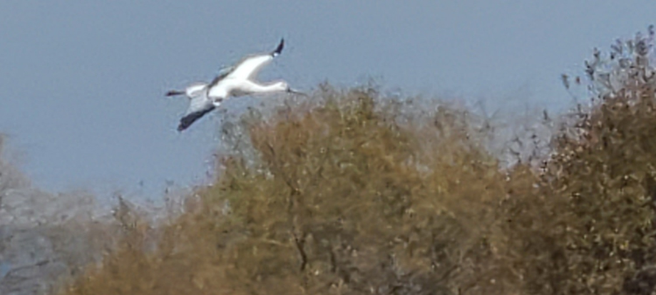 [2021.10.25] 충청남도 예산군에서 관찰된 황새입니다. 이미지