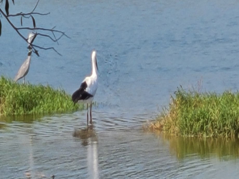 [2021.10.25] 충청남도 예산군에서 관찰된 황새입니다. 이미지