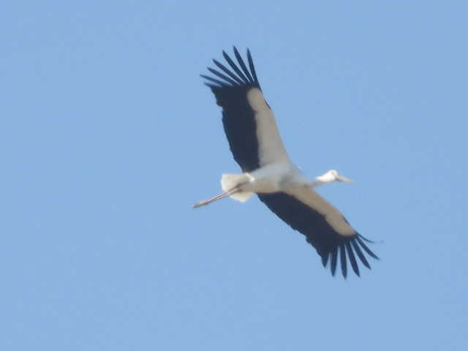 [2021.10.25] 충청남도 아산시에서 관찰된 황새입니다. 이미지