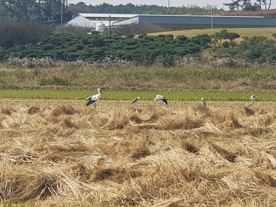 [2021.10.25] 전라남도 나주시에서 관찰된 황새입니다. 이미지