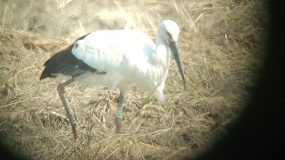 [2021.10.25] 전라북도 부안군에서 관찰된 황새입니다. 이미지