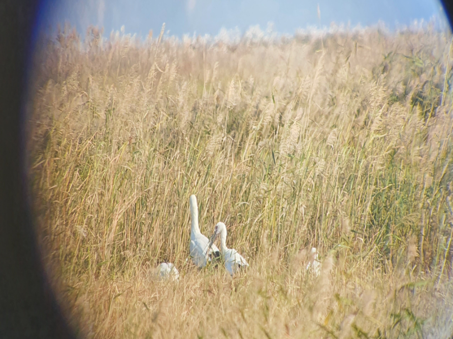 [2021.10.25] 전라북도 김제시에서 관찰된 황새입니다. 이미지