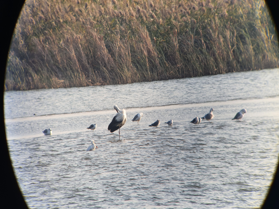 [2021.10.25] 전라북도 부안군에서 관찰된 황새입니다. 이미지