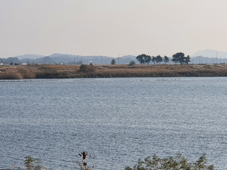[2021.10.25] 전라북도 김제시에서 관찰된 황새입니다. 이미지