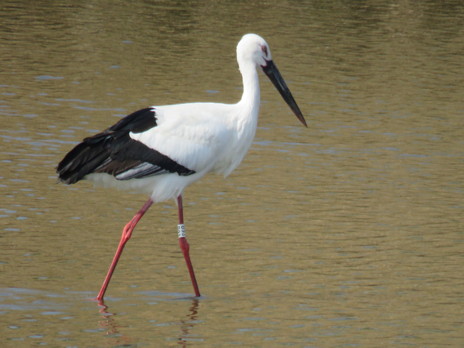 [2021.10.25] 전라북도 김제시에서 관찰된 황새입니다. 이미지