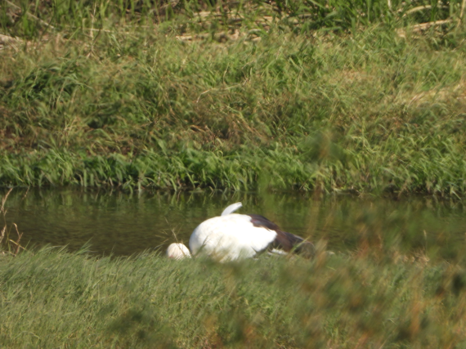 [2021.10.25] 충청남도 예산군에서 관찰된 황새입니다. 이미지
