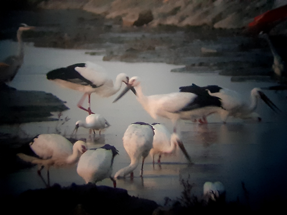 [2021.10.25] 새만금간척지역에서 관찰된 황새입니다. 이미지