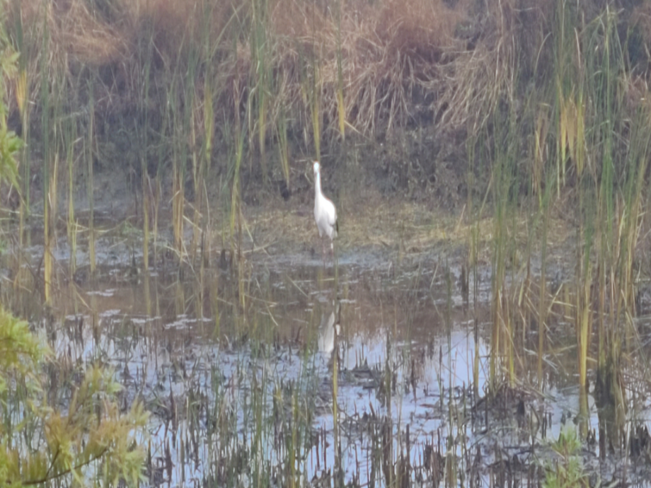 [2021.10.27] 충청남도 예산군에서 관찰된 황새입니다. 이미지
