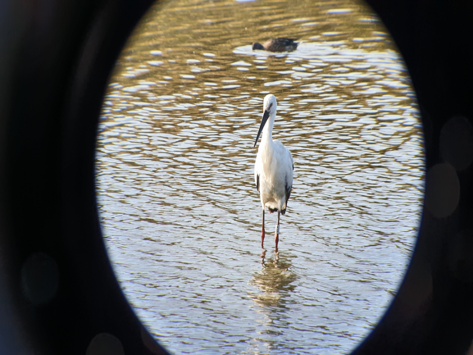 [2021.10.29] 전라북도 김제시에서 관찰된 황새입니다. 이미지