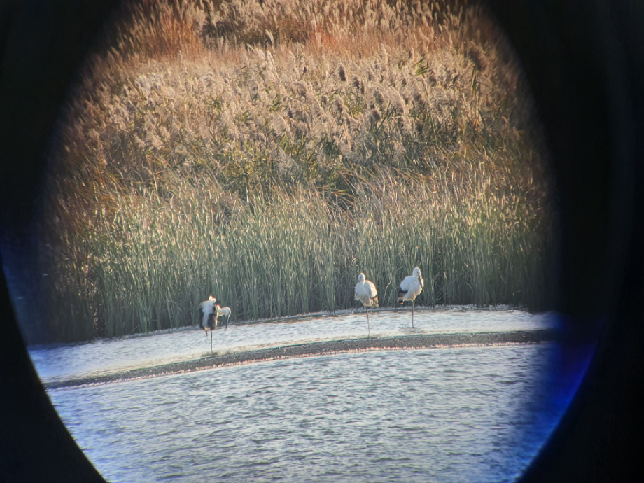 [2021.10.29] 전라북도 부안군에서 관찰된 황새입니다. 이미지