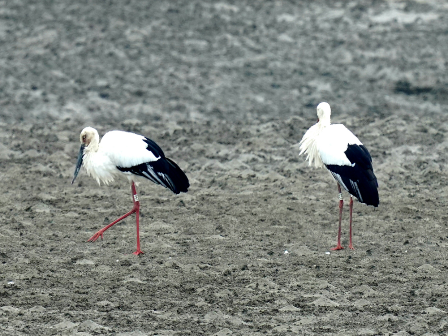 [2021.10.30] 전라북도 고창군에서 관찰된 황새입니다. 이미지