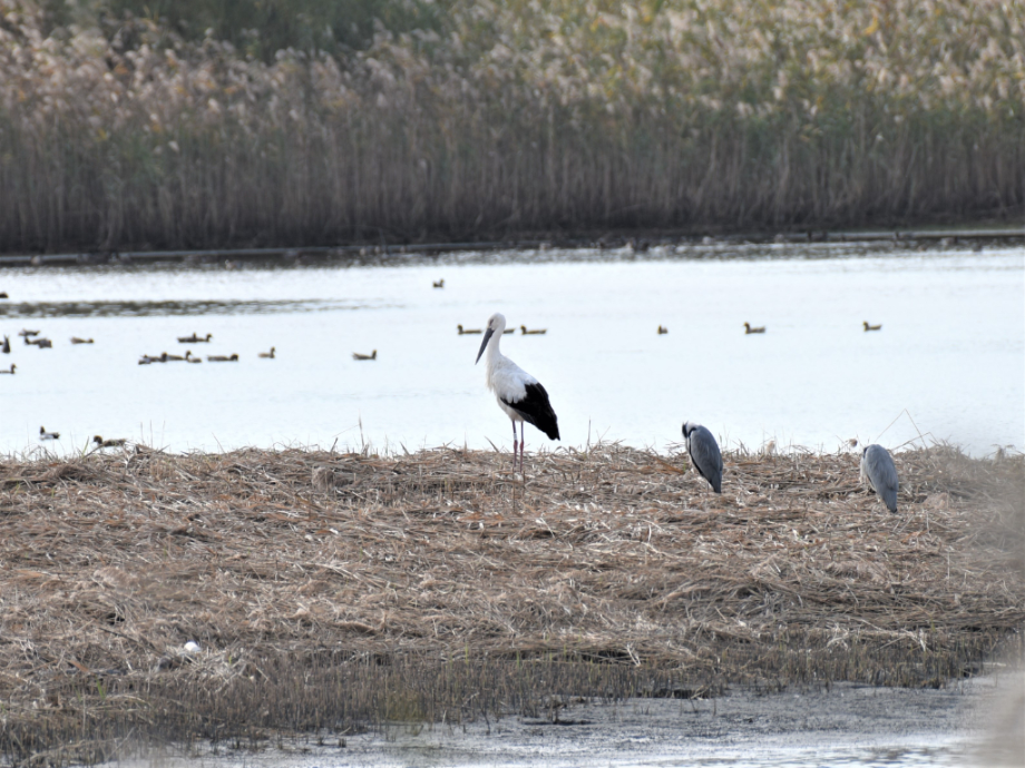 [2021.10.30] 부산광역시 사하구에서 관찰된 황새입니다. 이미지