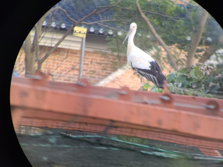 [2021.10.30] 충청남도 예산군에서 관찰된 황새입니다. 이미지