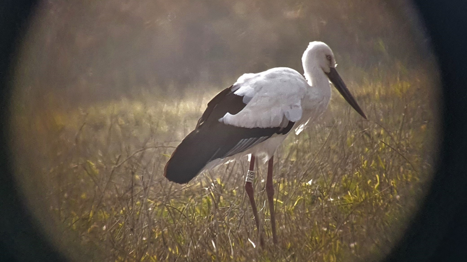 [2021.11.01] 새만금간척지역에서 관찰된 황새입니다. 이미지