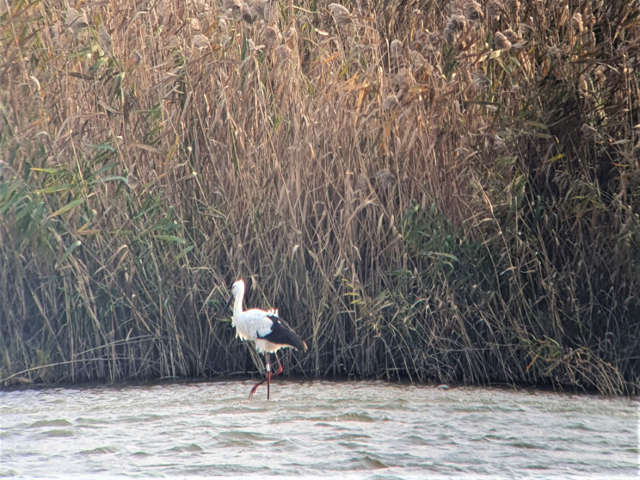 [2021.11.01] 전라북도 부안군에서 관찰된 황새입니다. 이미지