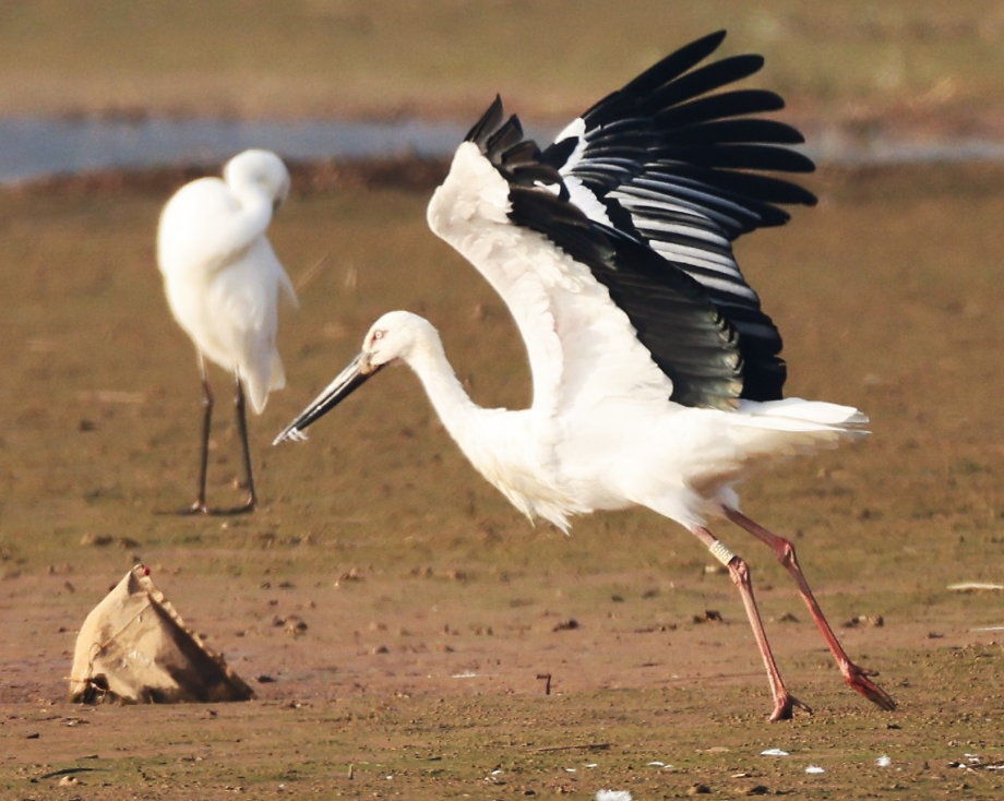 [2021.11.04] 전라남도 영광군에서 관찰된 황새입니다. 이미지