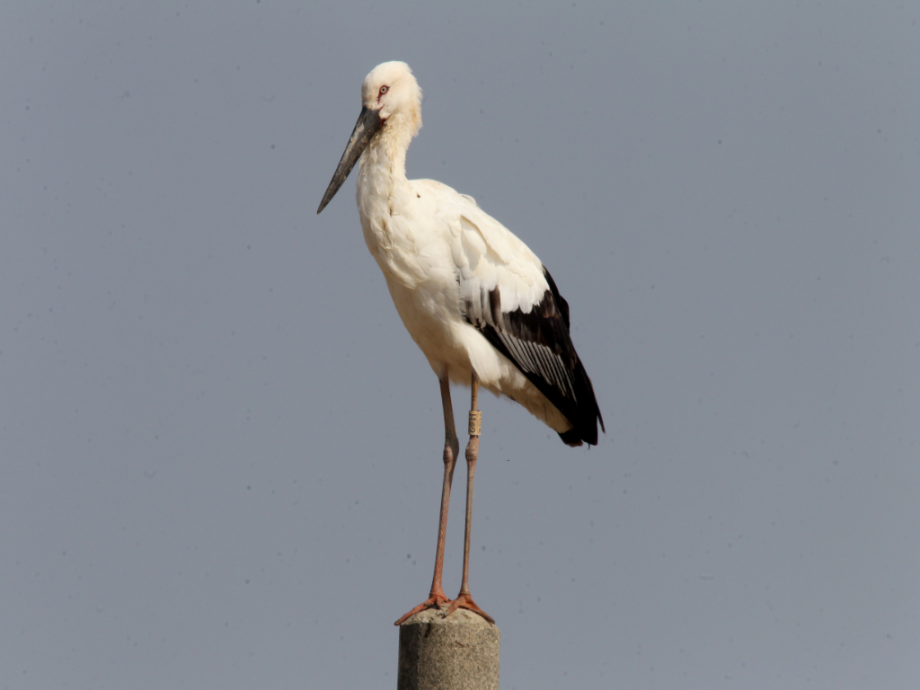 [2021.11.04] 전라남도 해남군에서 관찰된 황새입니다. 이미지