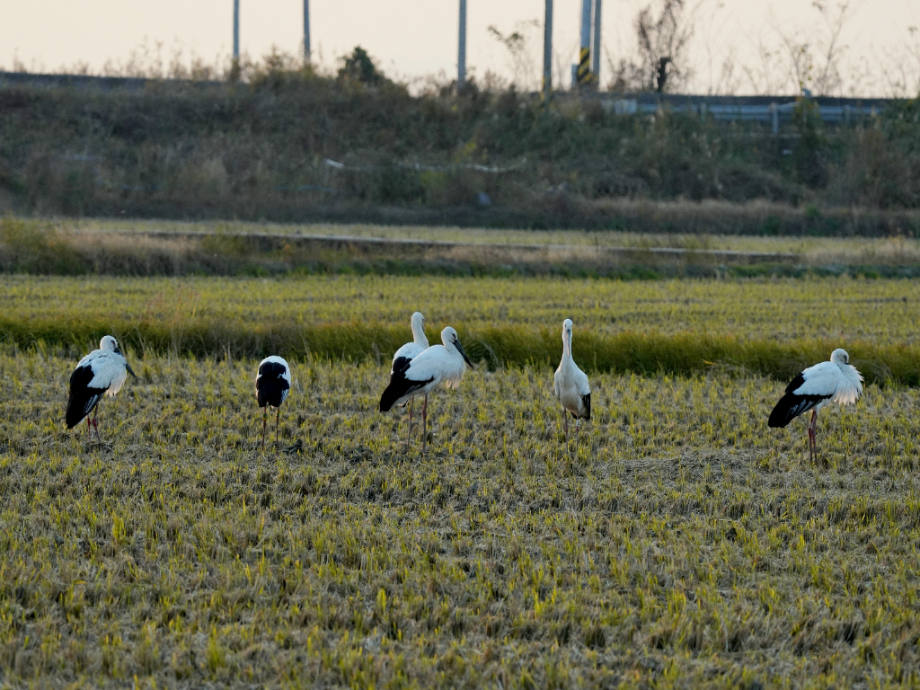 [2021.11.06] 전라북도 고창군에서 관찰된 황새입니다. 이미지