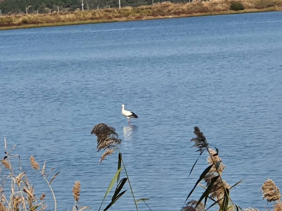 [2021.11.07] 전라남도 진도군에서 관찰된 황새입니다. 이미지