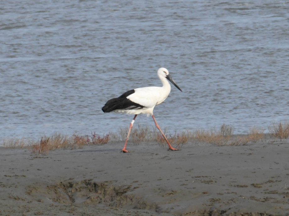 [2021.11.07] 전라북도 고창군에서 관찰된 황새입니다. 이미지