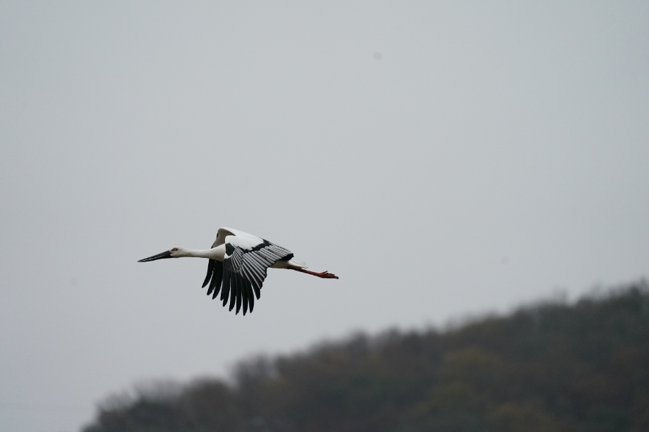 [2021.11.08] 인천광역시 강화군에서 관찰된 황새입니다. 이미지