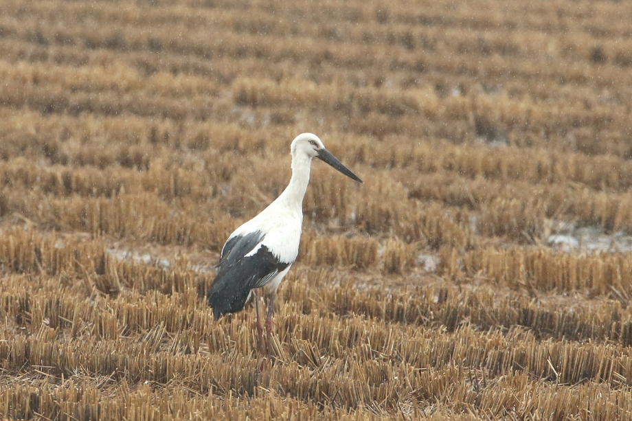[2021.11.10] 충청남도 서산시에서 관찰된 황새입니다. 이미지