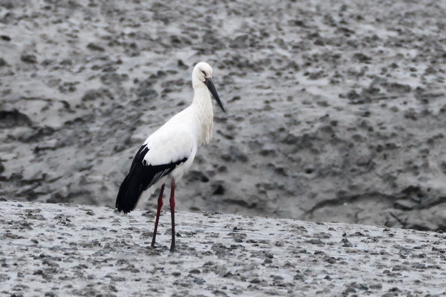 [2021.11.11] 전라북도 고창군에서 관찰된 황새입니다. 이미지