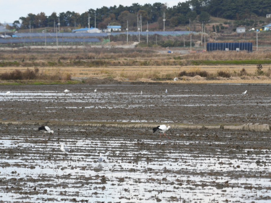 [2021.11.12] 충청남도 서산시에서 관찰된 황새입니다. 이미지