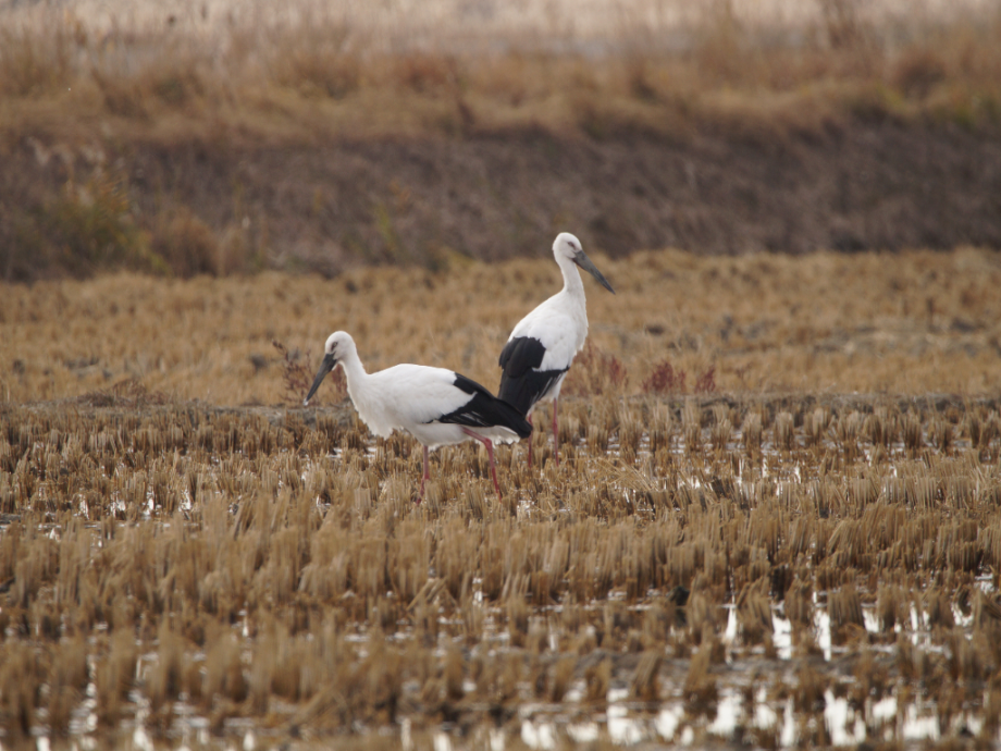 [2021.11.13] 경기도 화성시에서 관찰된 황새입니다. 이미지