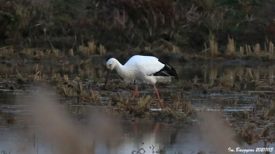 [2021.11.13] 경기도 화성시에서 관찰된 황새입니다. 이미지