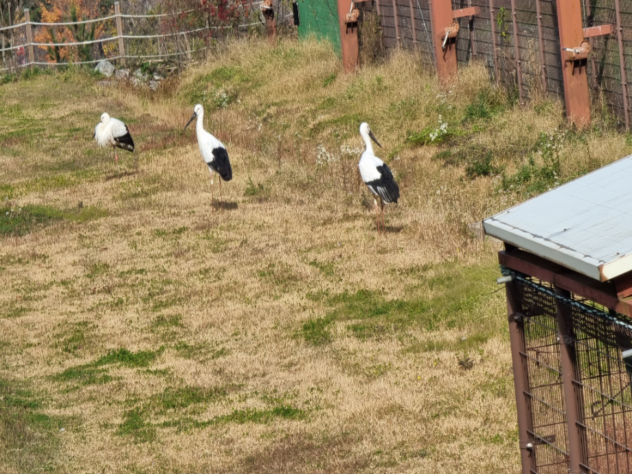 [2021.11.15] 충청남도 예산군에서 관찰된 황새입니다. 이미지