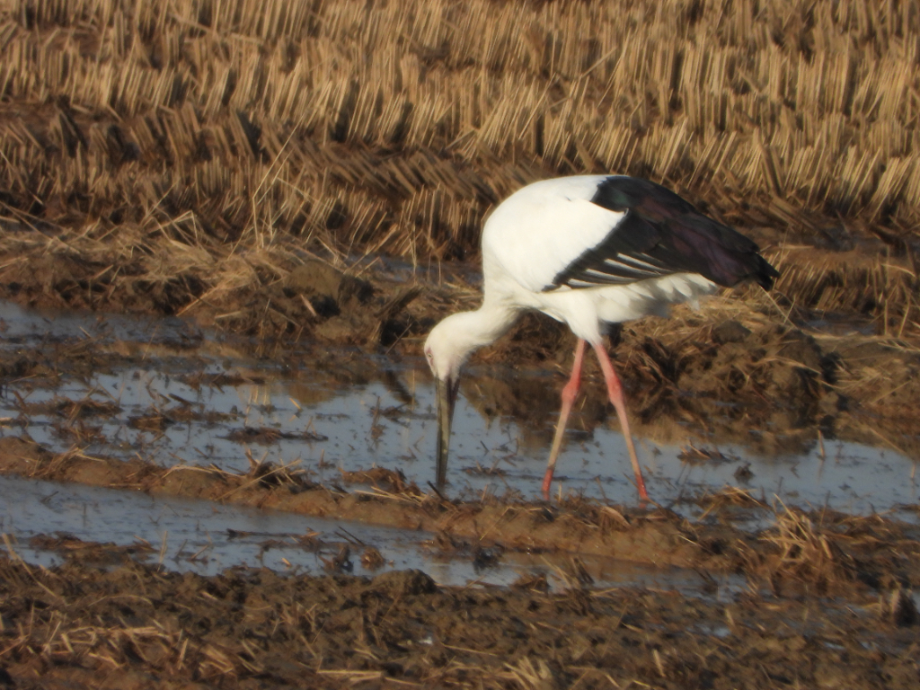 [2021.11.16] 충청남도 홍성군에서 관찰된 황새입니다. 이미지