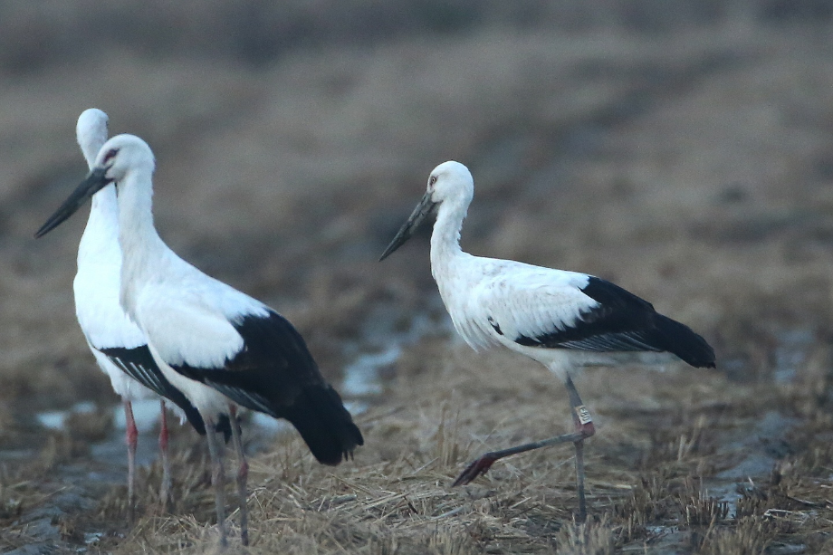[2021.11.16] 충청남도 서산시에서 관찰된 황새입니다. 이미지